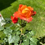 Venis Hotel
